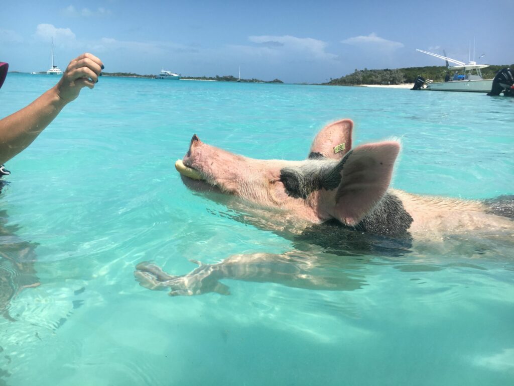 Bahamas - cochon qui se baigne - excursion bahamas - visiter les bahamas - voyages de noces