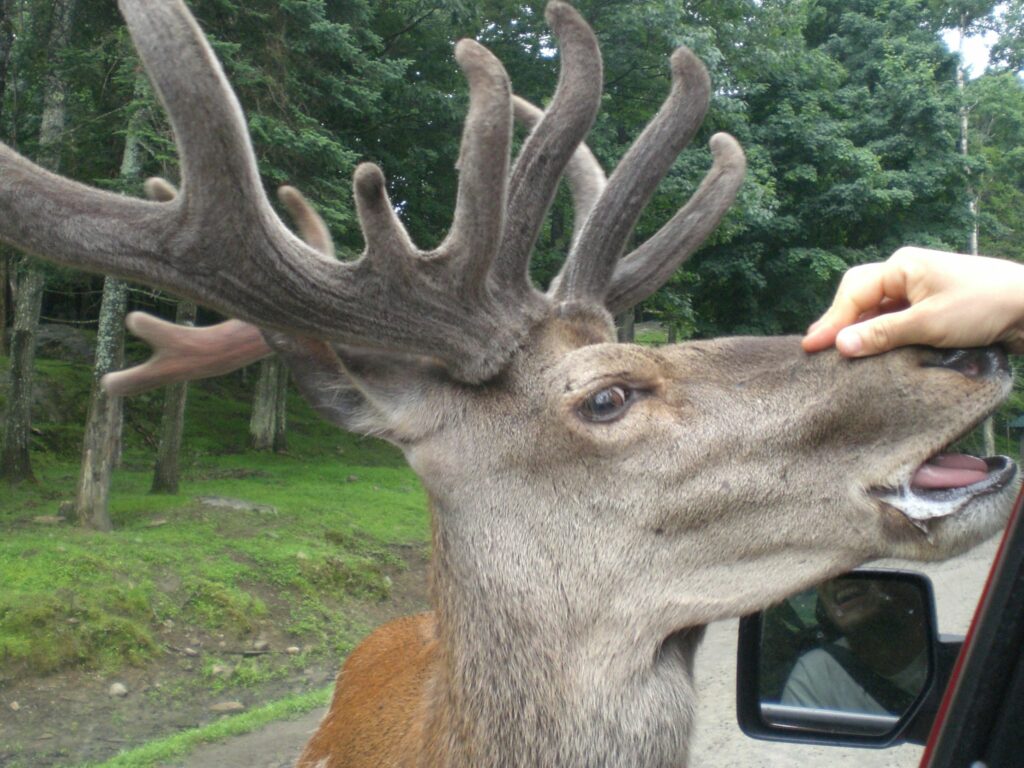 Voyage sur mesure - Canada - Animaux à voir