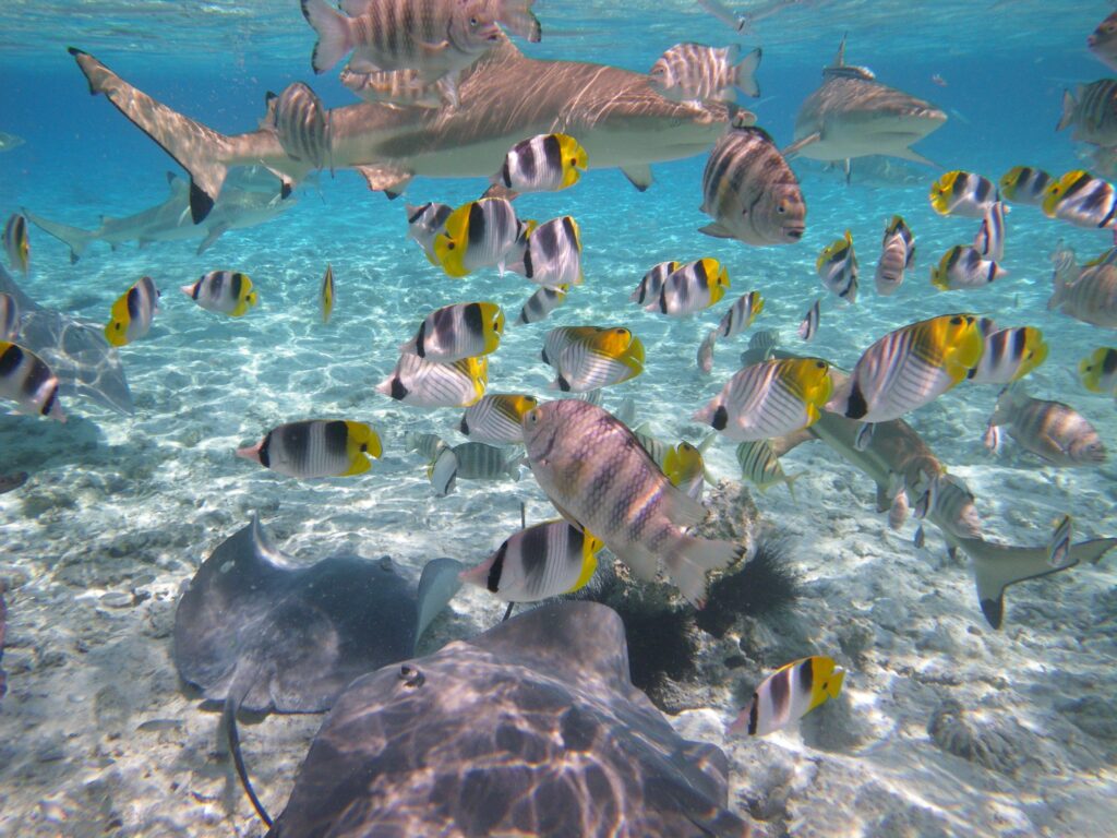 Voyage personnalisé - Tahiti - Bora-Bora - Nager avec les requins - fonds marins