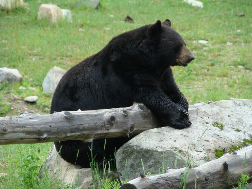 Ours au Canada - Voir des ours - Parc de la Mauritie - Organiser son voyage personnalisé